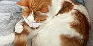 Percy joined the competition — help win amazing prizes! cat, orange_and_white, curled_up, tail, blanket, couch, pillow, indoor, pet, feline, sleeping, resting, cozy, fur, whiskers, relaxed, domestic_animal, close_up, home, quilted