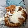 cat, orange_and_white, curled_up, tail, blanket, couch, pillow, indoor, pet, feline, sleeping, resting, cozy, fur, whiskers, relaxed, domestic_animal, close_up, home, quilted