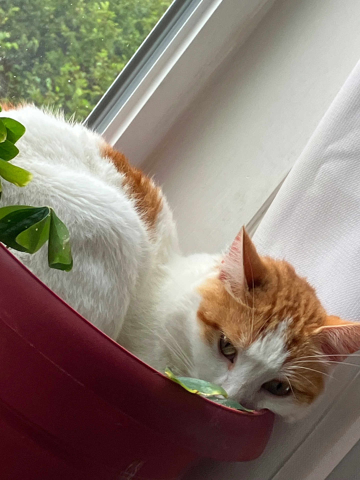Percy