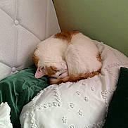 Percy is registered to the contest to win money with this photo: cat, white_cat, orange_cat, sleeping, curled_up, pillow, bed, cozy, indoor, feline, pet, resting, soft_texture, green_wall, comfort, fur, domestic_animal, relaxation, cute, nap