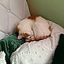 cat, white_cat, orange_cat, sleeping, curled_up, pillow, bed, cozy, indoor, feline, pet, resting, soft_texture, green_wall, comfort, fur, domestic_animal, relaxation, cute, nap