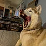 Mira is registered to the contest to win money with this photo: dog, husky, tongue, yawn, mouth_open, couch, living_room, furniture, flowers, table, chair, refrigerator, curtains, home_decor, sign, indoor, pet, canine, fur, relaxing