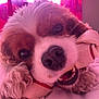 Riley is registered to the contest to win money with this photo: dog, close_up, fluffy, chewing, bone, toy, pet, cute, indoor, pink_light, curtains, bed, soft, ears, nose, mouth, teeth, playful, animal, portrait