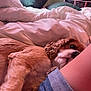 Riley is registered to the contest to win money with this photo: dog, pet, bedroom, blanket, pillow, fur, curly_ears, resting, indoor, cozy, leg, denim, casual, sleepy, comfort, furniture, relaxation, closeup, warm_lighting, human
