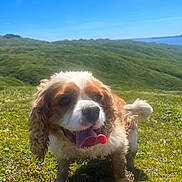 Riley is registered to the contest to win money with this photo: dog, cavalier_king_charles_spaniel, muddy, panting, tongue_out, grass, greenery, outdoor, sunny, blue_sky, hills, landscape, nature, pet, animal, canine, happy, playful, fur, daytime