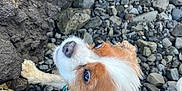 Riley joined the competition — help win amazing prizes! dog, curly_fur, brown_and_white, looking_up, rocky_ground, outdoor, pet, animal, close_up, ears, snout, tail, collar, nature, daylight, cute, fur, small_dog, canine, alert