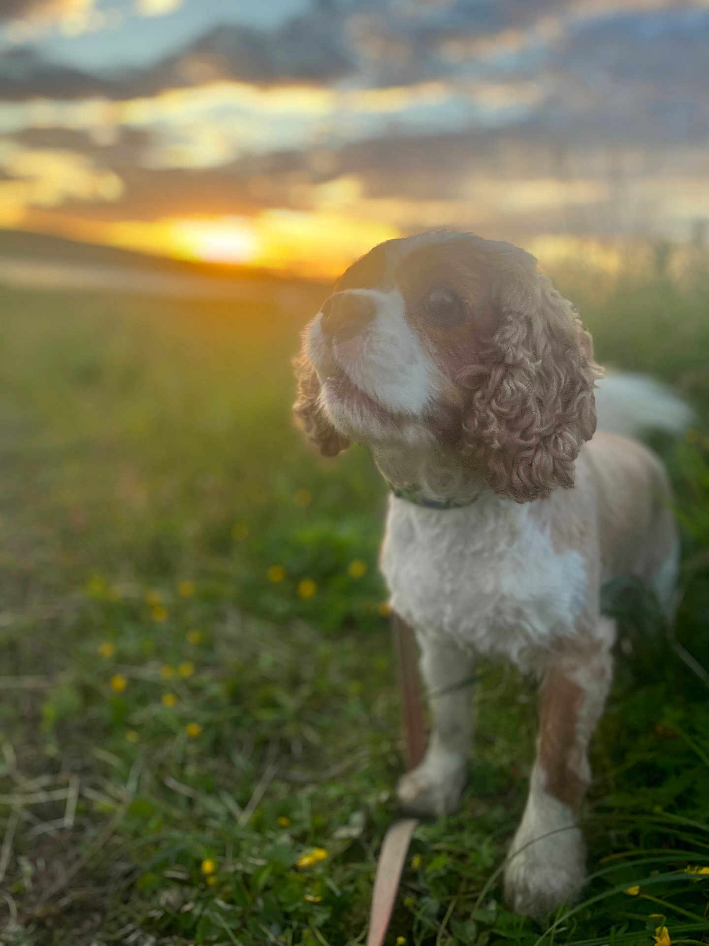 Riley