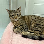 Penny Lane is registered to the contest to win money with this photo: cat, tabby, pet, animal, indoor, feline, striped, relaxed, pink_blanket, cozy, curious, looking_at_camera, soft_texture, resting, domestic, cute, whiskers, ears, tail, household