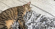 Penny Lane is registered to the contest to win money with this photo: cat, tabby_cat, sleeping, bed, blanket, quilt, patterned_textile, indoor, furniture, suitcase, pink, grey, white, striped, pet, resting, cozy, domestic_animal, floor, drawer