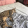 cat, tabby_cat, sleeping, bed, blanket, quilt, patterned_textile, indoor, furniture, suitcase, pink, grey, white, striped, pet, resting, cozy, domestic_animal, floor, drawer