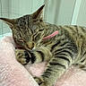 Penny Lane is registered to the contest to win money with this photo: cat, tabby, sleeping, pet, collar, pink_bed, furry, whiskers, paw, relaxed, indoor, cozy, cute, animal, feline, striped, soft, resting, domestic, closeup