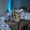 Penny Lane is registered to the contest to win money with this photo: cat, tabby, pet, animal, indoor, bed, blanket, pattern, feline, closeup, relaxing, cozy, whiskers, ears, eyes, fur, collar, home, comfort, resting