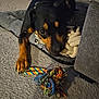 dog, pet, toy, rope_toy, carpet, rug, indoor, canine, black_and_tan, floor, paw, animal, play, home, furniture, cozy, curious, resting, domestic, companion