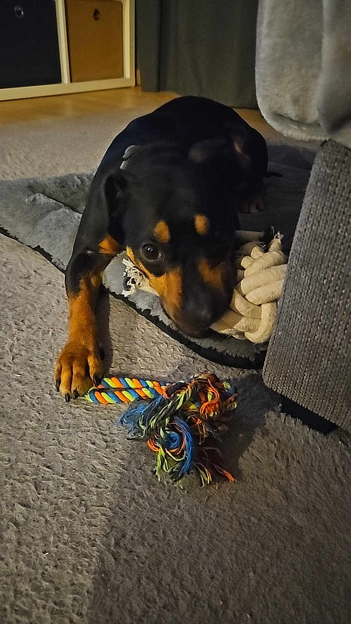 Nala participe au concours pour gagner de l'argent avec cette photo : dog, pet, toy, rope_toy, carpet, rug, indoor, canine, black_and_tan, floor, paw, animal, play, home, furniture, cozy, curious, resting, domestic, companion