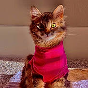 Delilah is registered to the contest to win money with this photo: cat, fluffy, pink_shirt, green_eyes, pet, indoor, sunlight, blanket, cute, feline, sitting, fur, portrait, animal, cozy, warm_light, whiskers, ears, adorable, domestic_cat