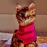 cat, fluffy, pink_shirt, green_eyes, pet, indoor, sunlight, blanket, cute, feline, sitting, fur, portrait, animal, cozy, warm_light, whiskers, ears, adorable, domestic_cat