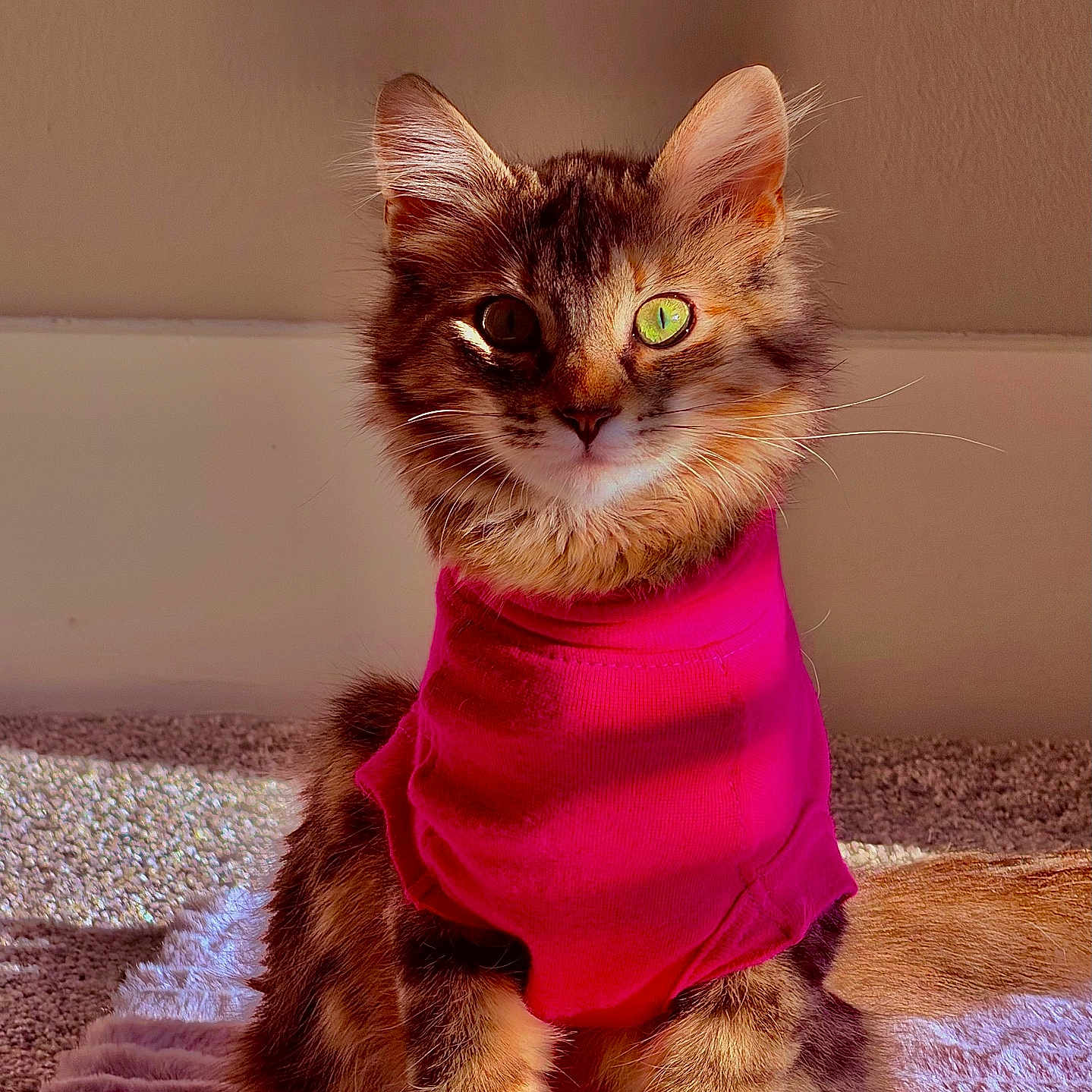 Delilah is registered to the contest to win money with this photo: cat, fluffy, pink_shirt, green_eyes, pet, indoor, sunlight, blanket, cute, feline, sitting, fur, portrait, animal, cozy, warm_light, whiskers, ears, adorable, domestic_cat