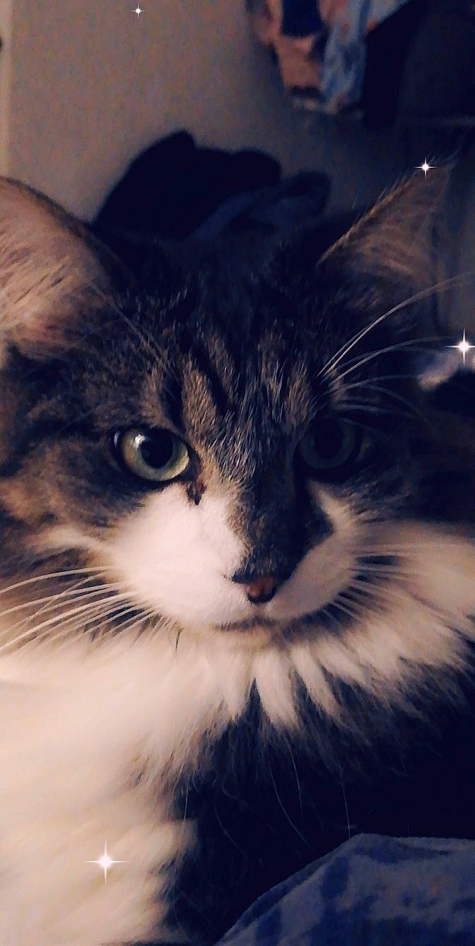 Bouba participe au concours pour gagner de l'argent avec cette photo : black_and_white, carnivore, cat, close_up, domestic_long_haired_cat, ear, eye, felidae, fur, kitten, maine_coon, mammal, norwegian_forest_cat, nose, photography, siberian, sky, small_to_medium_sized_cats, snout, whiskers