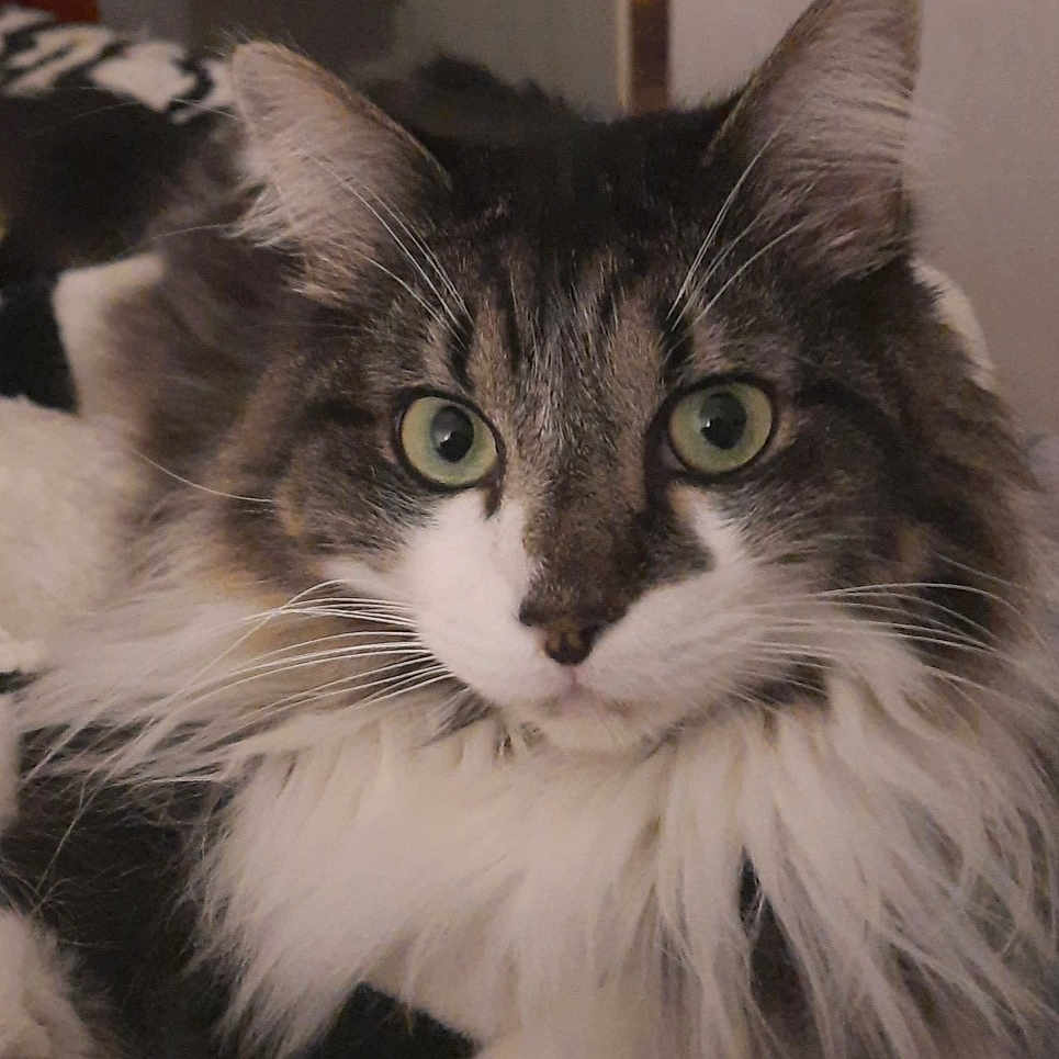 Bouba