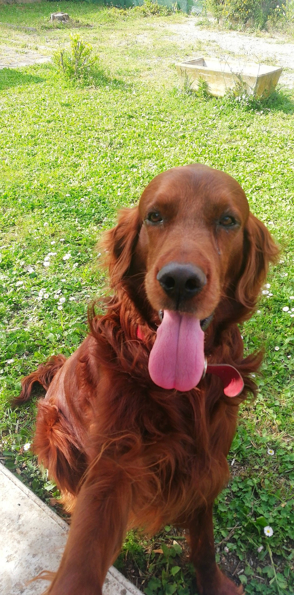 Hobby a rejoint le concours — aidez-le/la à gagner de superbes lots ! boykin_spaniel, canidae, carnivore, cocker_spaniel, companion_dog, dog, dog_breed, english_cocker_spaniel, field_spaniel, german_spaniel, irish_red_and_white_setter, irish_setter, liver, mammal, picardy_spaniel, setter, spaniel, sporting_group, sussex_spaniel, vertebrate