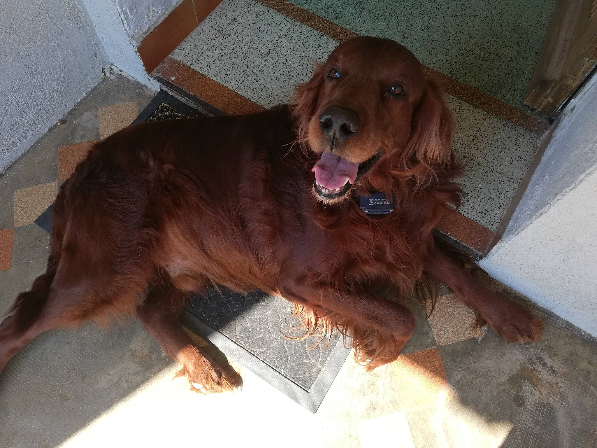 Hobby a rejoint le concours — aidez-le/la à gagner de superbes lots ! boykin_spaniel, canidae, caramel_color, carnivore, companion_dog, dog, dog_breed, field_spaniel, german_longhaired_pointer, german_spaniel, irish_red_and_white_setter, irish_setter, liver, mammal, rare_breed_dog, retriever, setter, sporting_group, sussex_spaniel, vertebrate