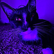 Chonkers joined the competition — help win amazing prizes! animal, black_and_white, carpet, cat, close_up, cute, feline, fur, home, indoor, mystical_lighting, night_light, paw, pet, portrait, purple_light, relaxed, texture, tuxedo_cat, whiskers