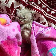 Hypolite a rejoint le concours — aidez-le/la à gagner de superbes lots ! kitten, sleeping, blanket, pink, cozy, cute, fur, animal, pet, snuggled, resting, patterned_fabric, red, white, small, soft, indoors, young, peaceful, warm