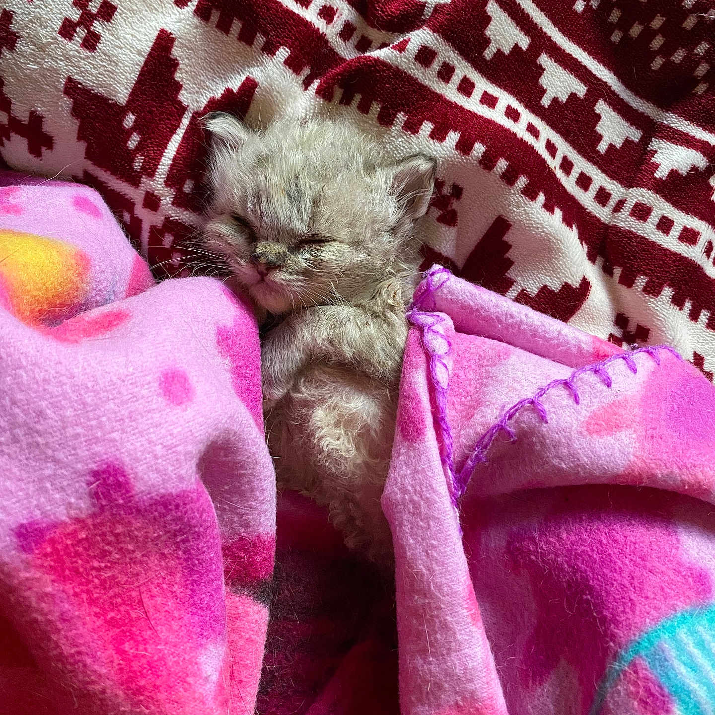 Hypolite a rejoint le concours — aidez-le/la à gagner de superbes lots ! kitten, sleeping, blanket, pink, cozy, cute, fur, animal, pet, snuggled, resting, patterned_fabric, red, white, small, soft, indoors, young, peaceful, warm