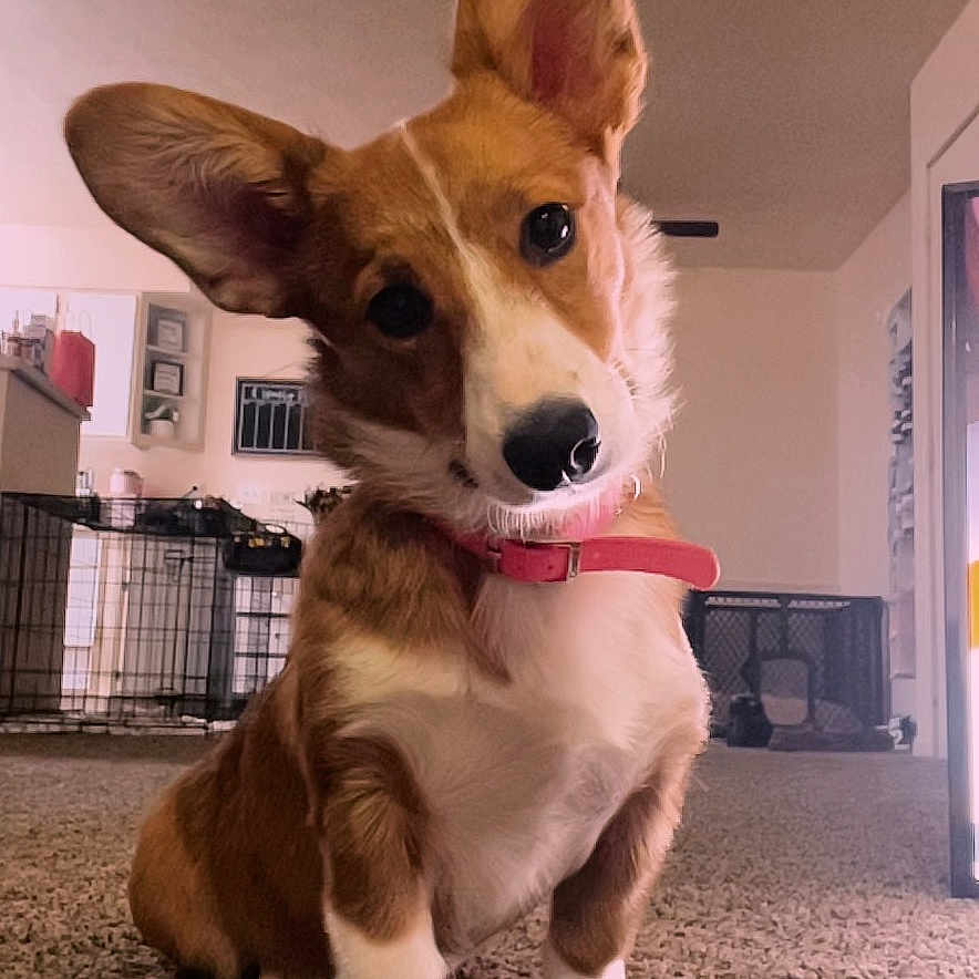 Nala June joined the competition — help win amazing prizes! accessories, animal, architecture, ball, beagle, building, canine, cockerspaniel, dog, door, hound, husky, indoors, papillon, pet, puppy, sport, strap, tennis, tennisball