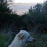 branch, bushes, calm, dog, fur, grass, horizon, lake, landscape, leash, nature, outdoors, pet, profile_view, shore, sky, tree, walking_path, water, white_dog
