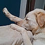 Ulrick a rejoint le concours — aidez-le/la à gagner de superbes lots ! dog, sleeping_dog, paw, blanket, sofa, indoor, wall, door, muzzle, ear, cozy, resting, pet, domestic_animal, closeup, portrait, light_fur, beige, head, calm