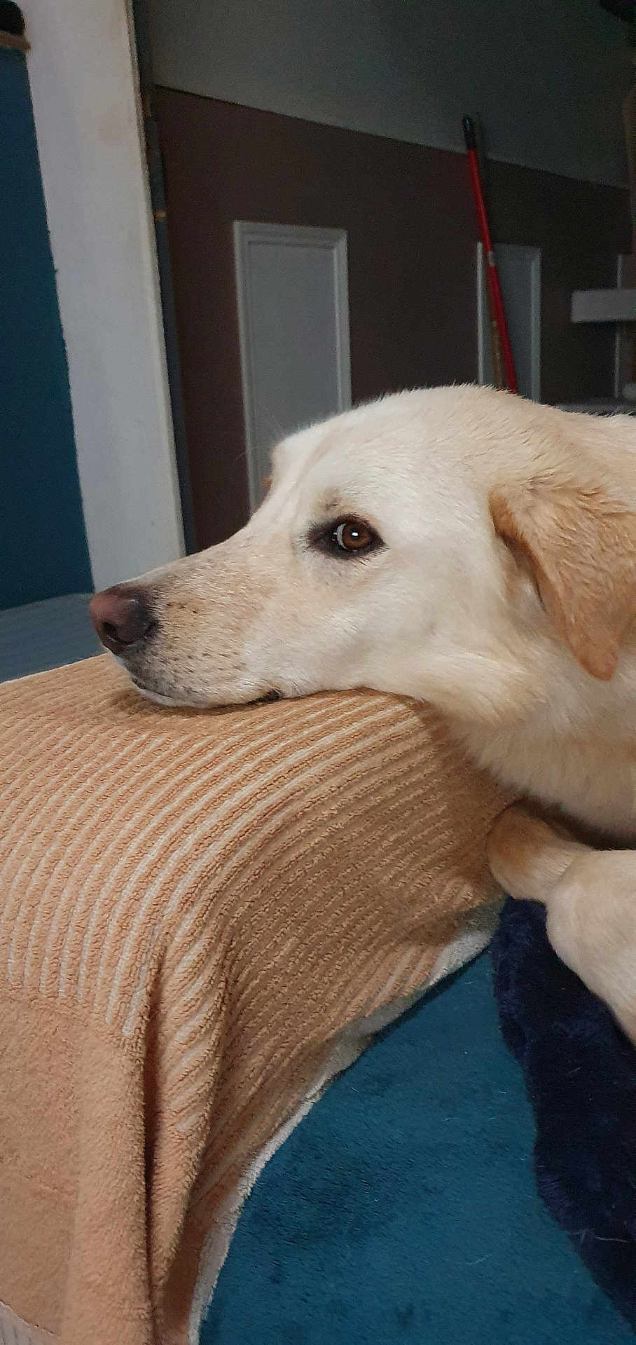 Ulrick participe au concours pour gagner de l'argent avec cette photo : dog, labrador_retriever, pet, white_fur, snout, brown_eye, ear, resting, couch, armrest, blanket, indoor, home_interior, close_up, profile, domestic, calm, nose, paw, living_room