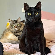 Avery Et Alfred participe au concours pour gagner de l'argent avec cette photo : cat, black_cat, tabby_cat, feline, pet, indoor, bed, blanket, pillow, fur, whiskers, yellow_eyes, green_eyes, portrait, sitting, relaxed, curious, cute, companion, soft_texture