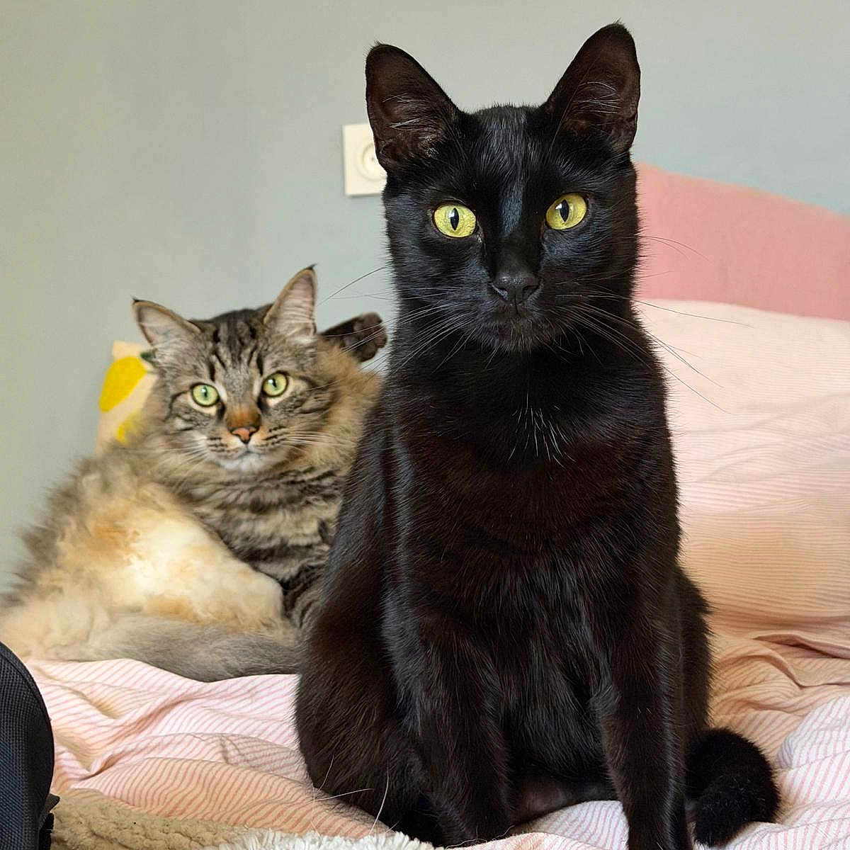 Avery Et Alfred