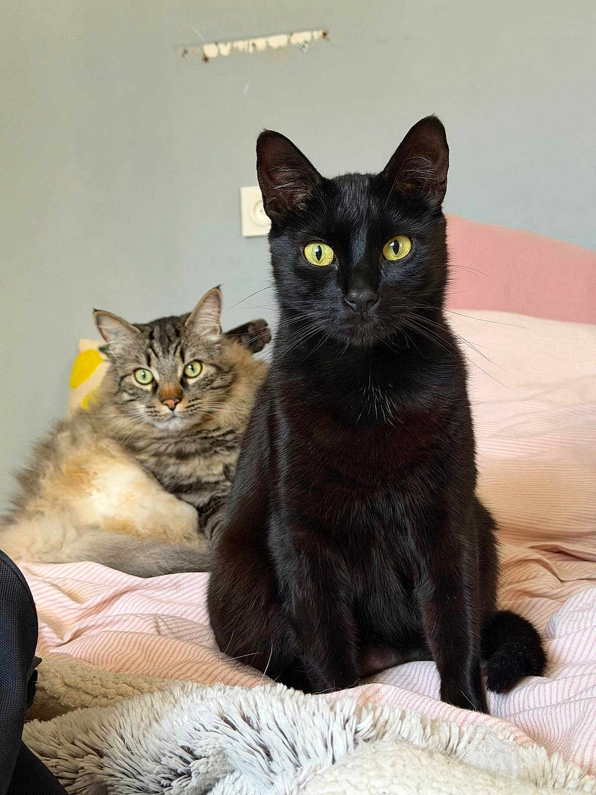 Avery Et Alfred participe au concours pour gagner de l'argent avec cette photo : cat, black_cat, tabby_cat, feline, pet, indoor, bed, blanket, pillow, fur, whiskers, yellow_eyes, green_eyes, portrait, sitting, relaxed, curious, cute, companion, soft_texture