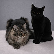 Avery Et Alfred a rejoint le concours — aidez-le/la à gagner de superbes lots ! cat, black_cat, tabby_cat, two_cats, feline, pet, indoor, portrait, fur, whiskers, green_eyes, sitting, lying_down, cozy, domestic_animal, companion, soft_background, neutral_background, cute, animal_photo