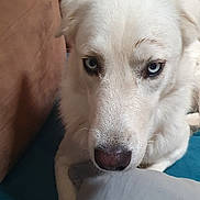 Charly participe au concours pour gagner de l'argent avec cette photo : blue_eyes, canine, close_up, companion, couch, curious, cute, dog, ears, fur, home, indoor, living_room, lying_down, nose, pet, pillow, portrait, snout, white_dog