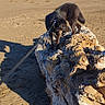 Auguste a rejoint le concours — aidez-le/la à gagner de superbes lots ! beach, black_dog, canine, clear_sky, dog, driftwood, horizon, leash, log, nature, outdoor, pet, portrait, sand, sea, seashore, shadow, shore, sunlight, walking