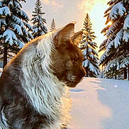 Kenzo joined the competition — help win amazing prizes! dog, snow, winter, pine_trees, sunset, outdoor, animal, fur, nature, landscape, cold, forest, serene, majestic, canine, snowy, scenic, sunlight, wildlife, profile