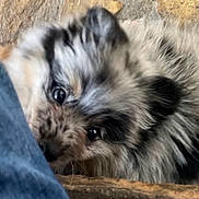Peluchin is registered to the contest to win money with this photo: dog, puppy, close_up, fluffy, speckled, curious, eyes, nose, fur, pet, animal, indoor, cute, young, face, snout, playing, blue_fabric, texture, soft_focus