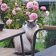 Mia participe au concours pour gagner de l'argent avec cette photo : animal, background, blue_eyes, cat, chair, daylight, flora, flower, fur, furniture, garden, greenery, license_plate, nature, outdoor, pet, pink_rose, plant, sitting, table