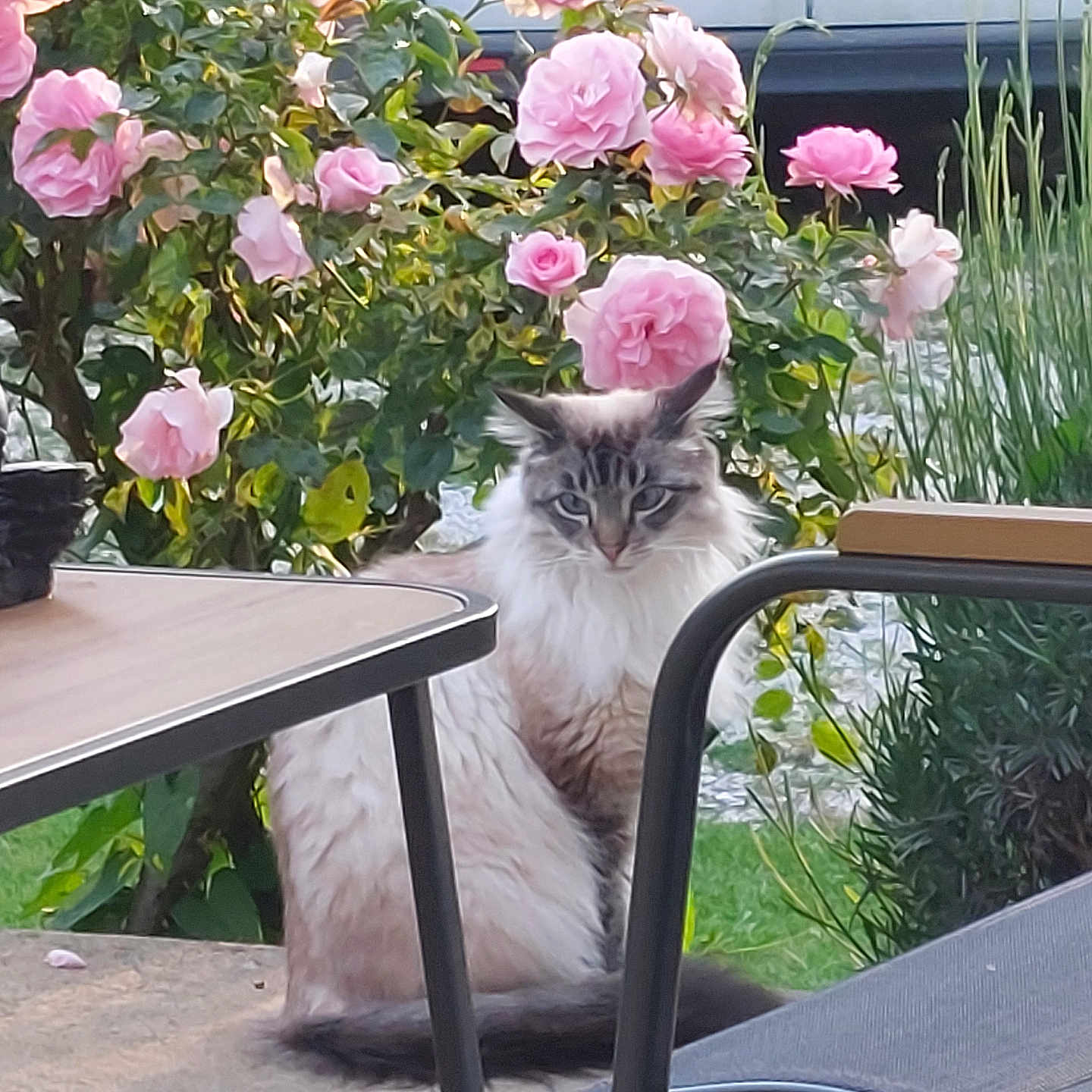 Mia participe au concours pour gagner de l'argent avec cette photo : animal, background, blue_eyes, cat, chair, daylight, flora, flower, fur, furniture, garden, greenery, license_plate, nature, outdoor, pet, pink_rose, plant, sitting, table