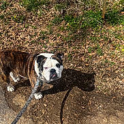 Roscoe joined the competition — help win amazing prizes! bulldog, dog, leash, outdoor, path, dirt, leaves, grass, plants, sunlight, shadow, pet, canine, walking, nature, animal, brown, white, black, ears