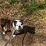 bulldog, dog, leash, outdoor, path, dirt, leaves, grass, plants, sunlight, shadow, pet, canine, walking, nature, animal, brown, white, black, ears