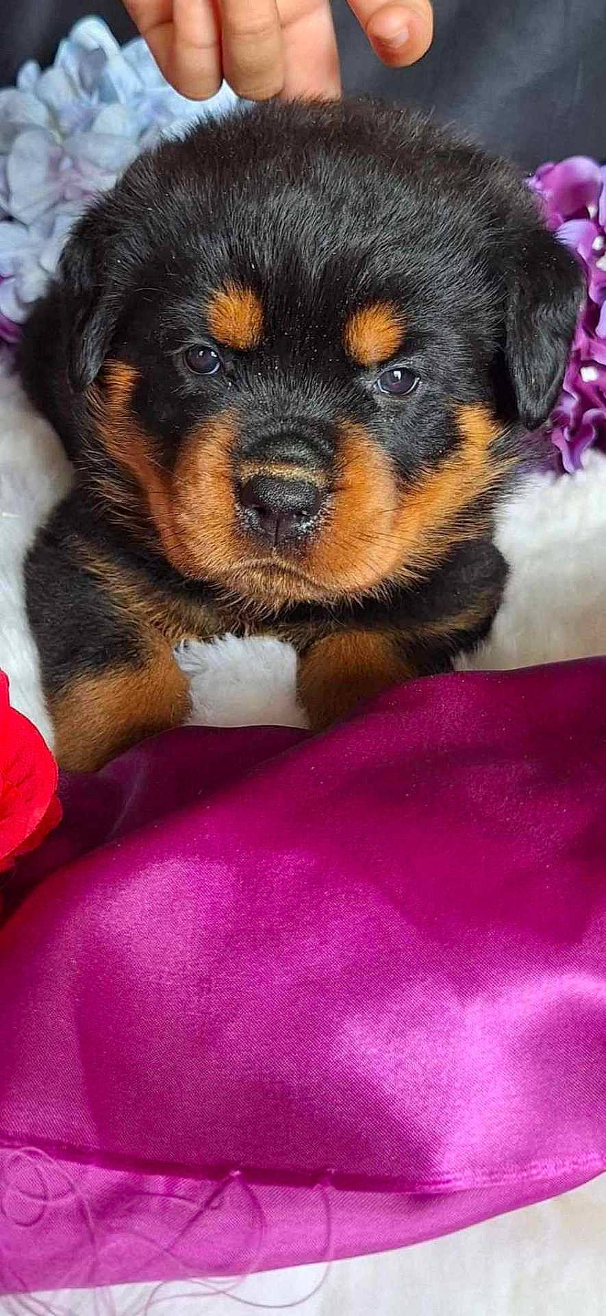 Vida participe au concours pour gagner de l'argent avec cette photo : animal, beagle, blanket, boxer, bulldog, canine, cockerspaniel, cushion, dog, flower, homedecor, hound, labradorretriever, person, pet, plant, puppy, purple, sleeping, snout