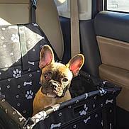 Uno Grace joined the competition — help win amazing prizes! dog, puppy, french_bulldog, pet_car_seat, car_interior, black, paw_prints, bones, sunlight, window, seatbelt, leather_seat, cute, pet, animal, young_dog, curious, ears_up, looking_at_camera, car