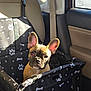 dog, puppy, french_bulldog, pet_car_seat, car_interior, black, paw_prints, bones, sunlight, window, seatbelt, leather_seat, cute, pet, animal, young_dog, curious, ears_up, looking_at_camera, car
