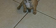 Uno Grace is registered to the contest to win money with this photo: puppy, dog, french_bulldog, tile_floor, indoor, pet, small_dog, sitting, brown_fur, black_face, white_chest, ears_up, looking_up, animal, cute, young_dog, companion, domestic_animal, floor_tiles, flash_glare
