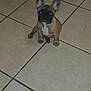 puppy, dog, french_bulldog, tile_floor, indoor, pet, small_dog, sitting, brown_fur, black_face, white_chest, ears_up, looking_up, animal, cute, young_dog, companion, domestic_animal, floor_tiles, flash_glare