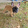 Uno Grace is registered to the contest to win money with this photo: puppy, french_bulldog, dog, grass, outdoor, animal, pet, curious, brown, ears, face, person, crocs, footwear, bench, brick_wall, ground, nature, leaf, daylight